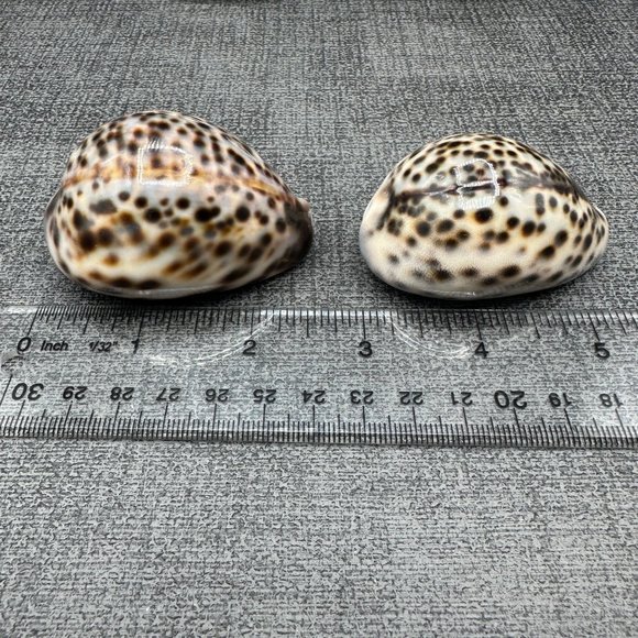 4 Leopard Tiger Cowrie Shell 3" to 2.25" Craft Beach Decor Nautical Dorsal Line - Picture 3 of 9